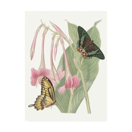 Vision Studio 'Ua Ch Les Papillons Ii' Canvas Art,35x47